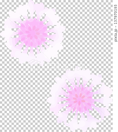 白色與粉紅色矢車菊插圖 | 柔和的春夏花卉向量素材 137970193