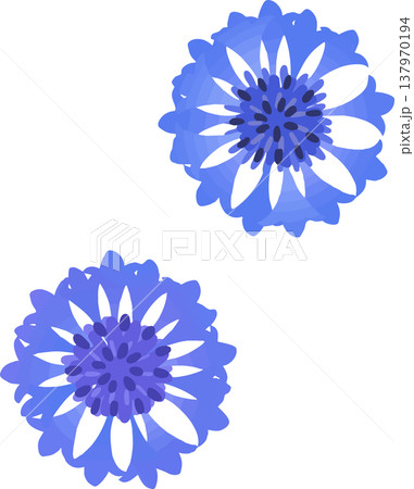 青い矢車菊のイラスト｜春夏のフラットベクター素材 137970194