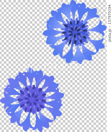 青い矢車菊のイラスト｜春夏のフラットベクター素材 137970194