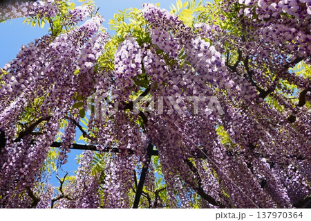 青空に吸い込まれそうな藤の花 青空に吸い込まれそうな藤の花 137970364