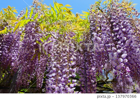 藤棚の魅力いっぱい下から見上げるー壱 137970366