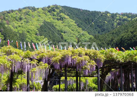 鯉のぼりと藤の花の競い合いー壱 鯉のぼりと藤の花の競い合いー壱 137970368