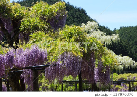 春の陽光が心地良い藤棚の朝ー弐 137970370