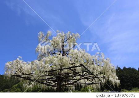 最強のコラボかな藤の花と青空ー弐 137970375