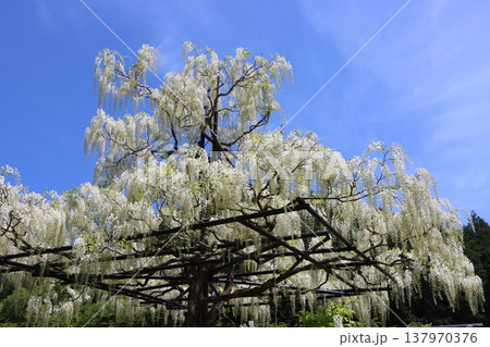 最強のコラボかな藤の花と青空ー参 最強のコラボかな藤の花と青空ー参 137970376
