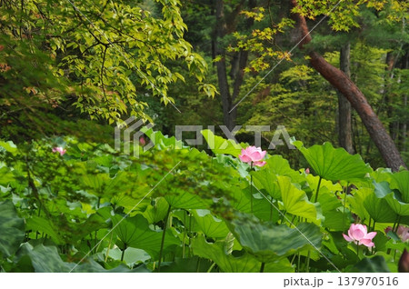 夏 蓮の花 夏 蓮の花 137970516