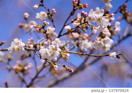 桜の花 桜の花 137970824