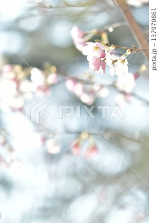 光に溶ける幻のような桜 光に溶ける幻のような桜 137970861