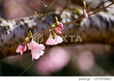桜の花 桜の花 137970862