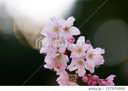 桜の花 桜の花 137970869