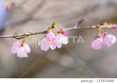 桜の花 桜の花 137970898