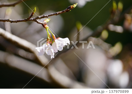 桜の花 桜の花 137970899