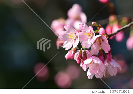 春の訪れを告げる雅桜 春の訪れを告げる雅桜 137971001