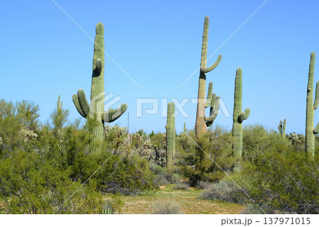 Old Saguaro Cactus Sonora desert Arizona 137971015