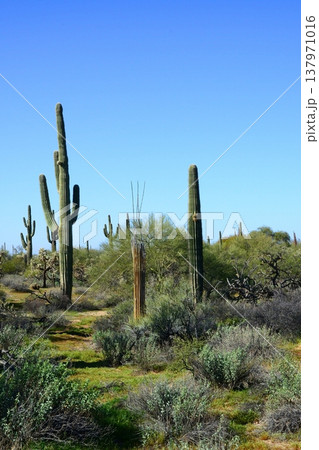 Old Saguaro Cactus Sonora desert Arizona 137971016