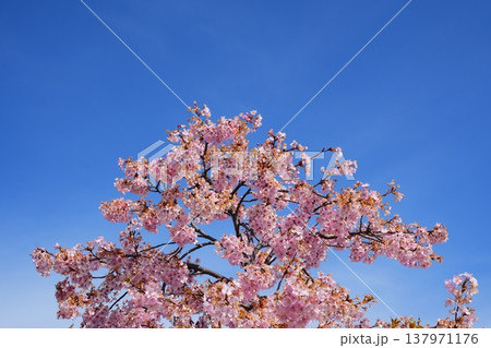 真っ青な空に向かって伸びる満開の河津桜の枝【3月】 137971176