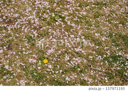 芝生の地面に落ちた桜の花びらとその中でポツンと咲くたんぽぽ【3月】 芝生の地面に落ちた桜の花びらとその中でポツンと咲くたんぽぽ【3月】 137971193
