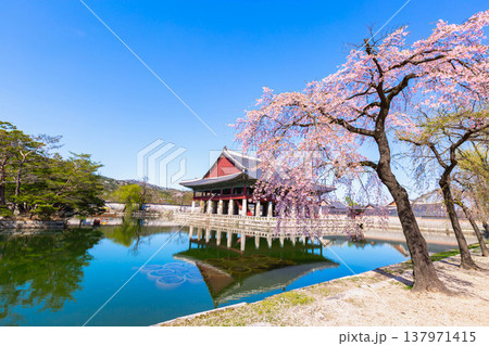 Gyeongbokgung palace with cherry blossom tree in spring time in seoul city of korea, south korea. Gyeongbokgung palace with cherry blossom tree in spring time in seoul city of korea, south korea. 137971415
