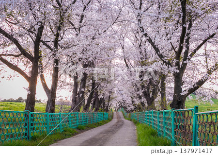 cherry blossom trees in bloom around Yongbi Lake in Seosan, South Korea. cherry blossom trees in bloom around Yongbi Lake in Seosan, South Korea. 137971417