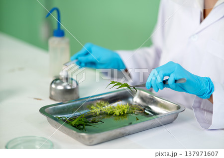 Scientist biochemists are preparing tissue samples to isolate Scientist biochemists are preparing tissue samples to isolate 137971607