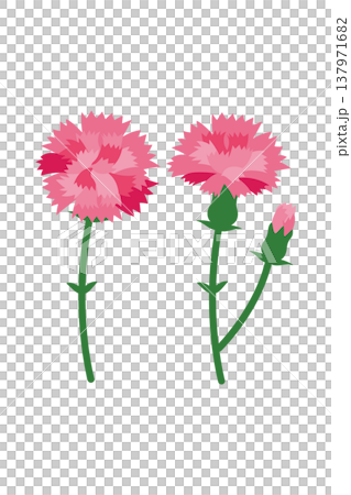 Illustration of pink carnation on Mother's Day Illustration of pink carnation on Mother's Day 137971682