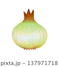 野菜＿玉ねぎ＿食品素材 137971718