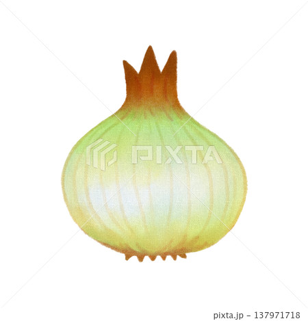 野菜_玉ねぎ_食品素材 野菜_玉ねぎ_食品素材 137971718