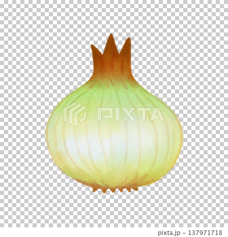 野菜_玉ねぎ_食品素材 野菜_玉ねぎ_食品素材 137971718