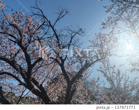 日光に照らされる桜 日光に照らされる桜 137971771