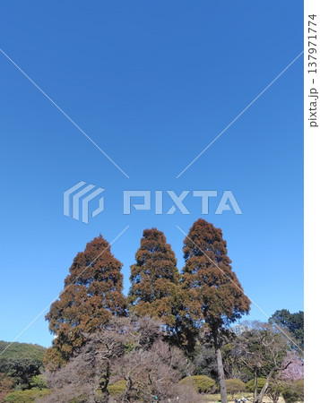 木と青空 木と青空 137971774