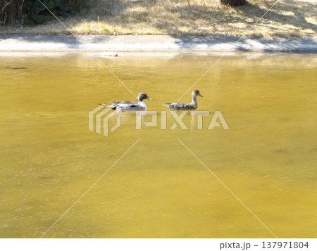 稲毛海浜公園浜の池冬の渡り鳥オナガガモ 137971804