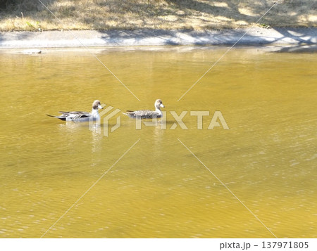 稲毛海浜公園浜の池冬の渡り鳥オナガガモ 137971805