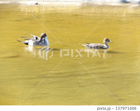 稲毛海浜公園浜の池冬の渡り鳥オナガガモ 稲毛海浜公園浜の池冬の渡り鳥オナガガモ 137971806