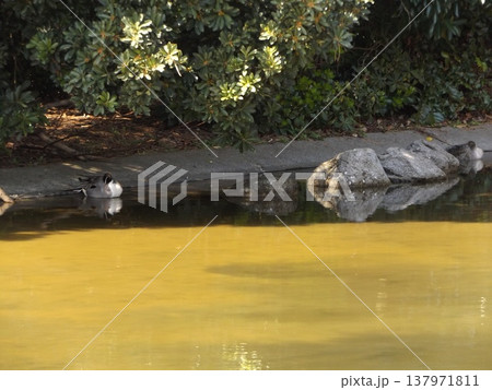 稲毛海浜公園浜の池冬の渡り鳥オナガガモ 137971811