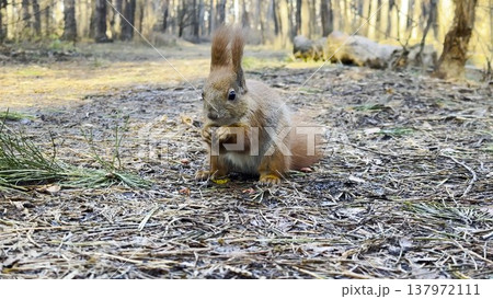 Cute brown rodent eating found walnuts at summer park. Wild fluffy squirrel gnawing nuts at sunny forest. Pretty small sciurus chewing food outdoor. Concept of wildlife 137972111