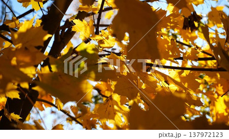 View to tree top of birch with brown leaves at sunny autumn day. Branches with lush foliage gently swaying in wind at parkland. Beautiful colorful fall season. Slow motion 137972123