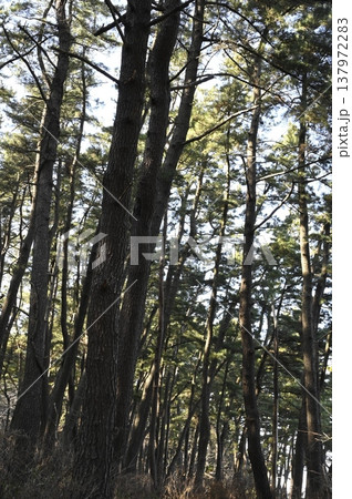 海岸クロマツ林 海岸クロマツ林 137972283
