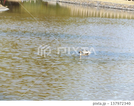 稲毛海浜公園浜の池の冬の渡り鳥オナガガモ 稲毛海浜公園浜の池の冬の渡り鳥オナガガモ 137972340