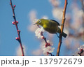 梅の花の蜜を吸うメジロ 137972679