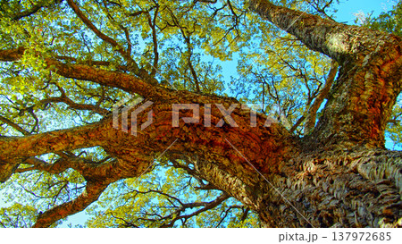 Big beautiful tree with a long branches against blue sky.  Beautiful wild nature. Low angle view to the tree trunk with the long branches and fresh new leaves,  textured bark. Beautiful Spring season 137972685