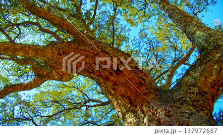 Big beautiful tree with a long branches against blue sky.  Beautiful wild nature. Low angle view to the tree trunk with the long branches and fresh new leaves,  textured bark. Beautiful Spring season 137972687