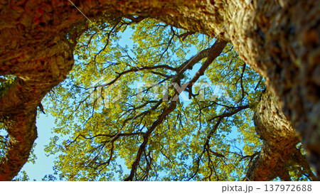 Big beautiful tree with a long branches against blue sky.  Beautiful wild nature. Low angle view to the tree trunk with the long branches and fresh new leaves,  textured bark. Beautiful Spring season 137972688