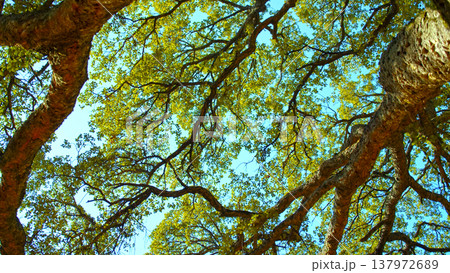 Big beautiful tree with a long branches against blue sky.  Beautiful wild nature. Low angle view to the tree trunk with the long branches and fresh new leaves,  textured bark. Beautiful Spring season 137972689