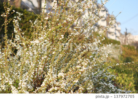 団地のユキヤナギ 団地のユキヤナギ 137972705
