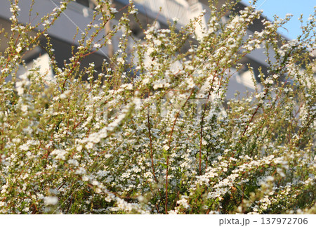 団地のユキヤナギ 団地のユキヤナギ 137972706