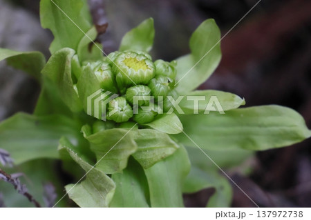 春を告げるフキノトウ 春を告げるフキノトウ 137972738