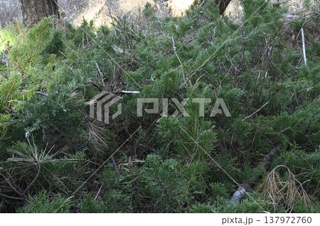 海岸クロマツ林の林床に生育するイブキ 137972760