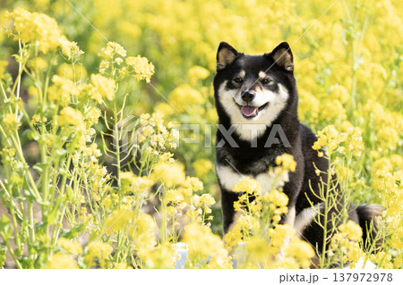 菜の花畑と笑う豆柴のシェリ 菜の花畑と笑う豆柴のシェリ 137972978