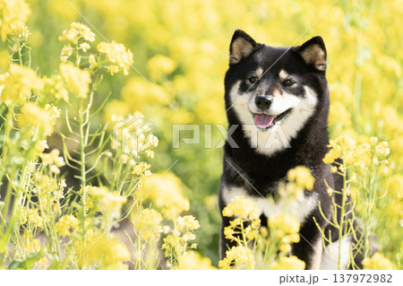 菜の花畑と笑う豆柴のシェリ 菜の花畑と笑う豆柴のシェリ 137972982