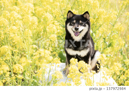 菜の花畑と笑う豆柴のシェリ 137972984